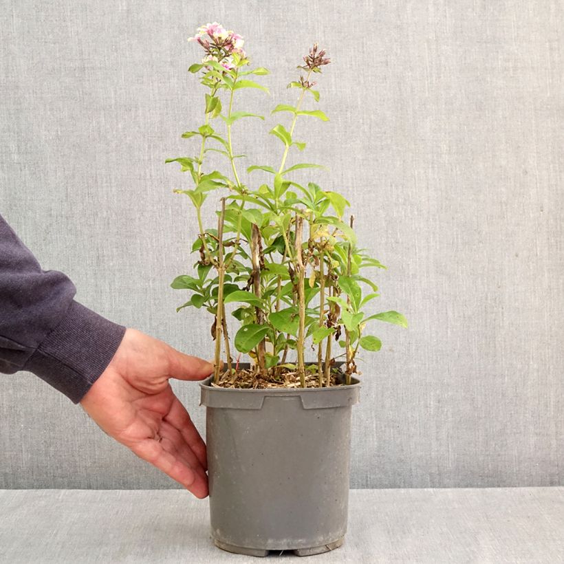 Ejemplar de Phlox paniculata Sherbet Blend Maceta 2L/3L entregado en otoño