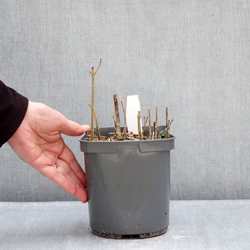 Phlox paniculata Sherbet Blend Maceta 2L/3L Ejemplar entregado en invierno