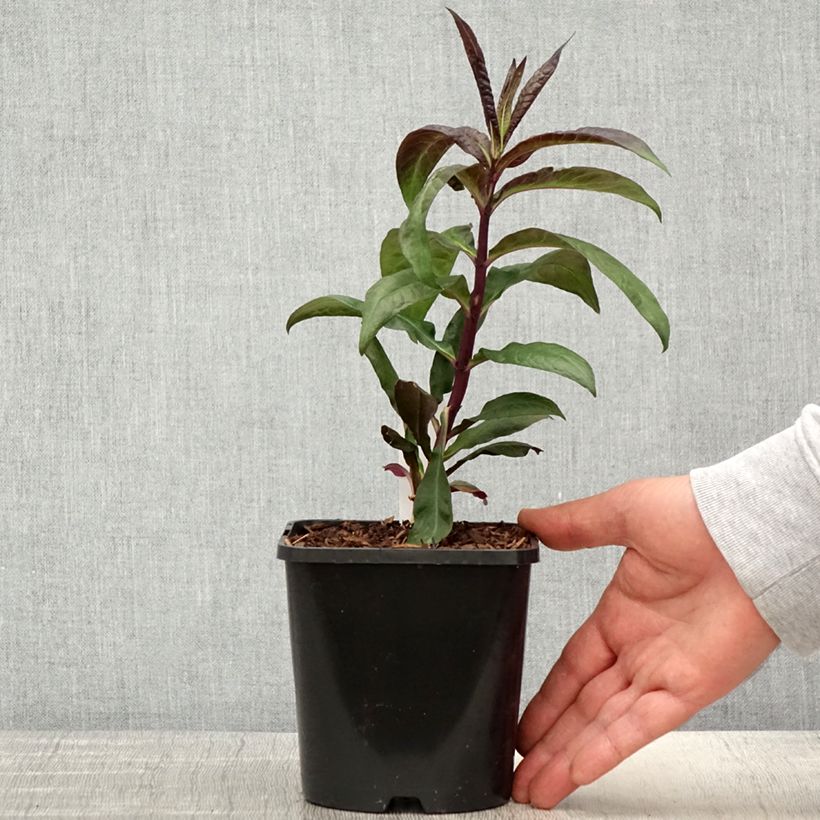 Phlox paniculata Starfire Maceta 1,5L/2L Ejemplar entregado en la primavera