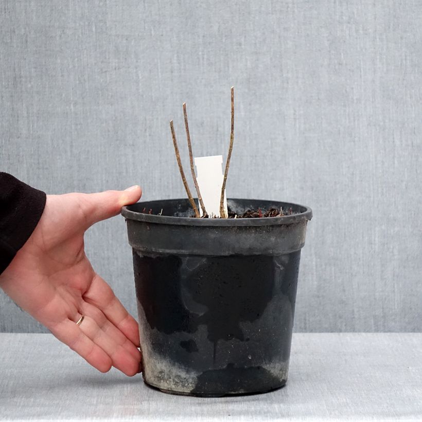 Phlox paniculata Stars and Stripes Maceta 2L/3L Ejemplar entregado en invierno