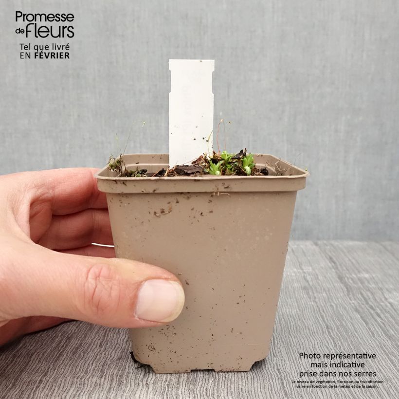 Phlox paniculata Tiara Maceta de 8/9 cm Ejemplar entregado en invierno