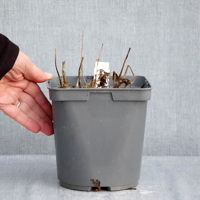 Phlox paniculata Twister Maceta 2L/3L Ejemplar entregado en invierno