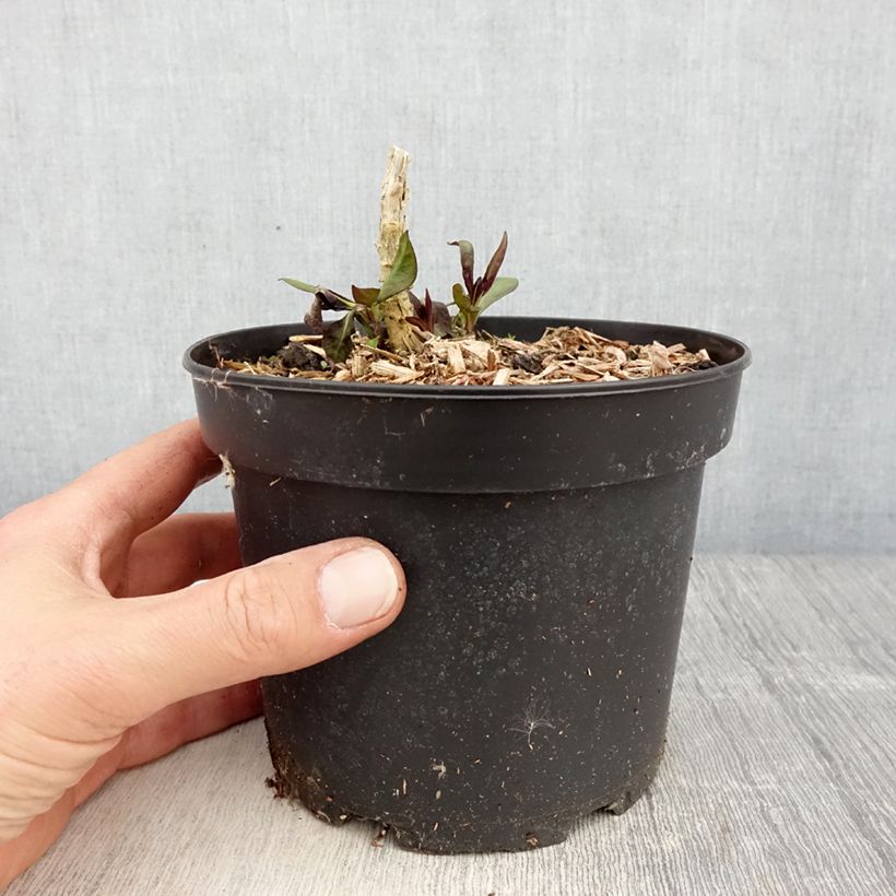 Phlox paniculata Uspech Maceta 2L/3L Ejemplar entregado en la primavera