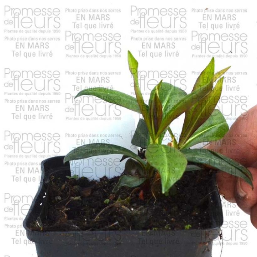 Ejemplo de ejemplar de Phlox paniculata Violet Flame Maceta de 8/9 cm tal y como se entrega