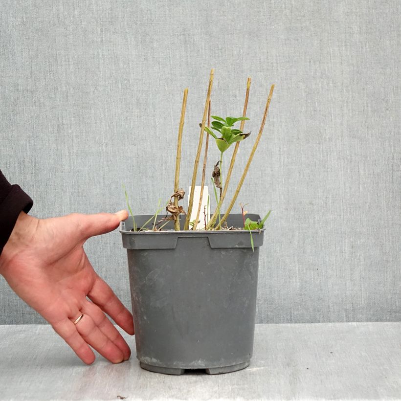 Ejemplar de Phlox paniculata Younique Bicolor Maceta 2L/3L entregado en otoño