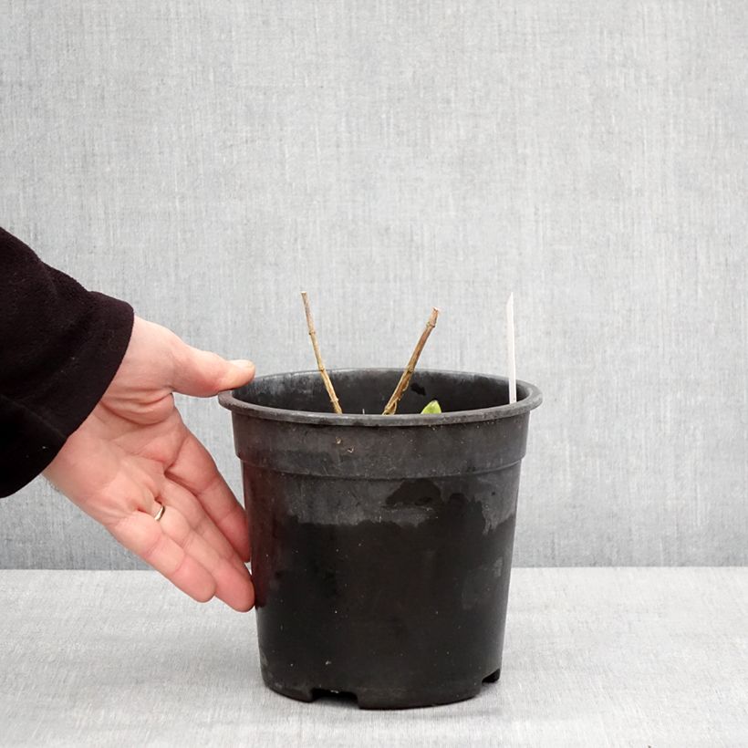 Phlox paniculata Younique Bicolor Maceta 2L/3L Ejemplar entregado en invierno