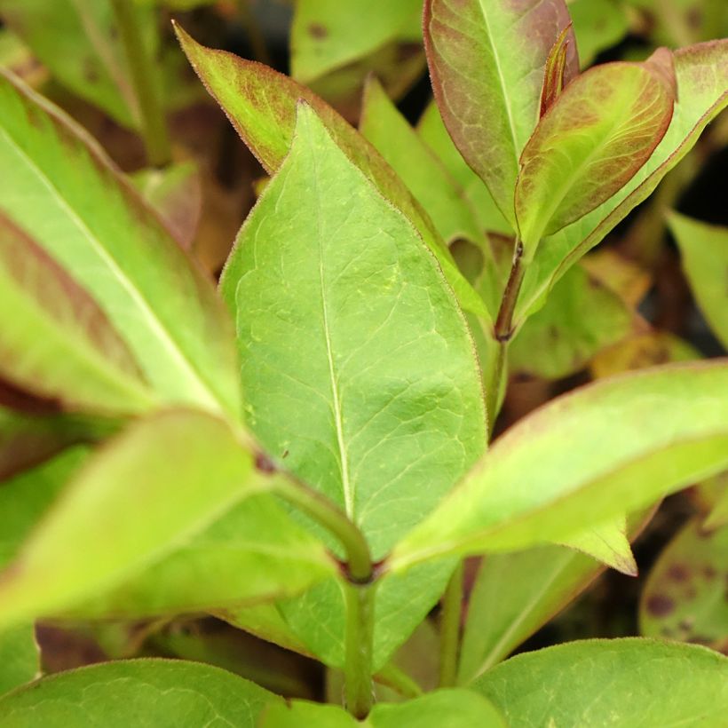 Phlox paniculata Younique Cerise (Follaje)