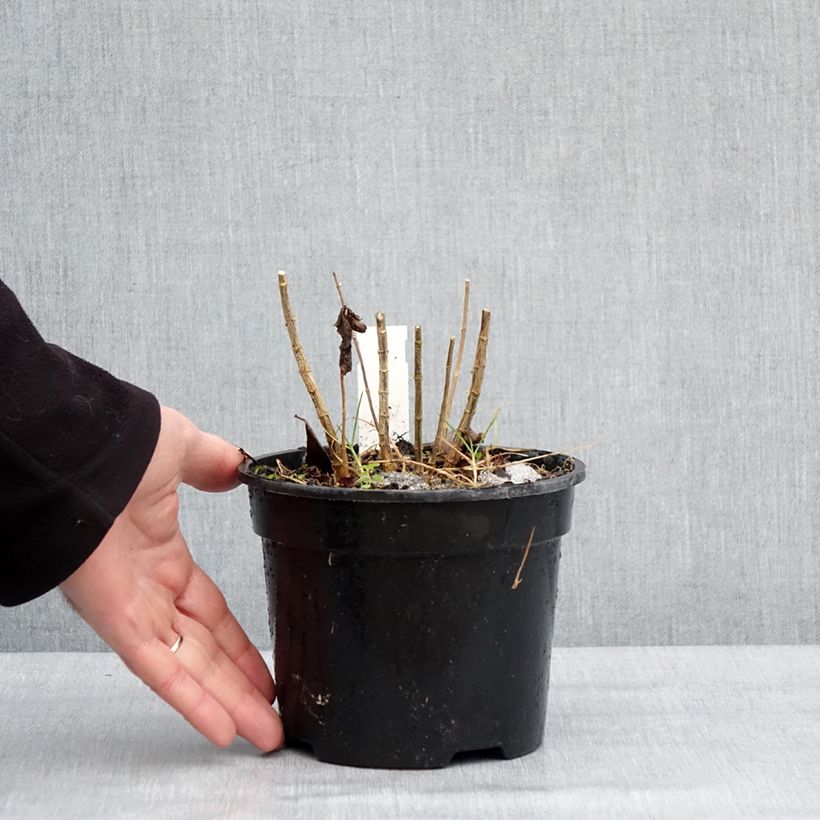 Phlox paniculata Younique Cerise Maceta 2L/3L Ejemplar entregado en invierno