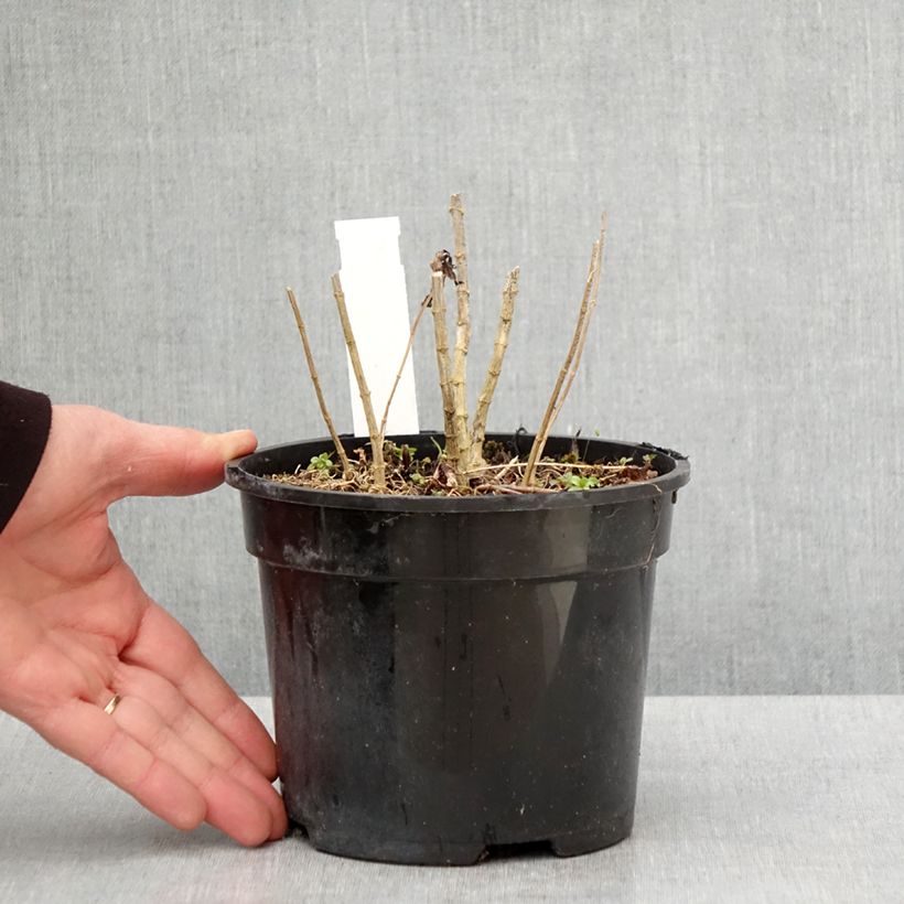 Phlox paniculata Younique Cerise Maceta 2L/3L Ejemplar entregado en la primavera