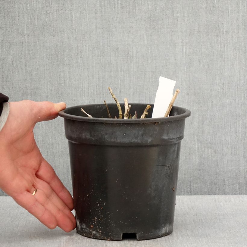 Phlox paniculata Younique Old Pink Maceta 2L/3L Ejemplar entregado en la primavera