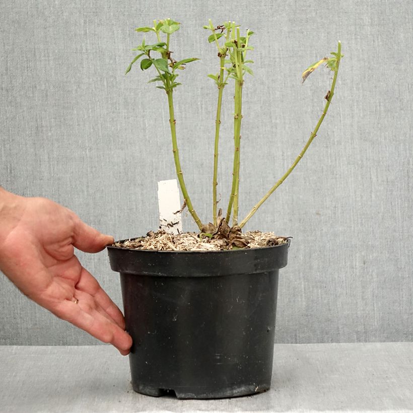 Ejemplar de Phlox paniculata Younique Old Purple Maceta 2L/3L entregado en otoño