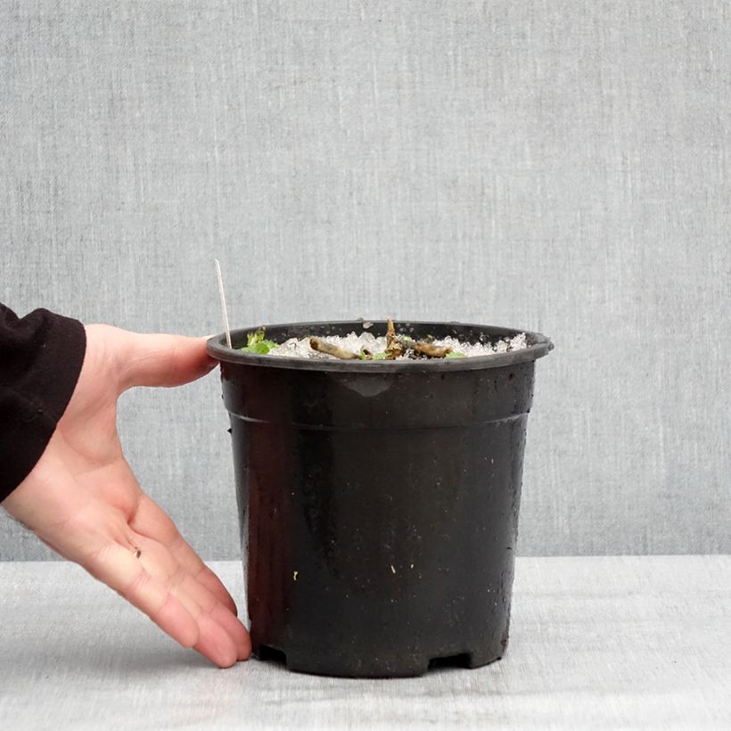 Phlox paniculata Younique Old Purple Maceta 2L/3L Ejemplar entregado en invierno