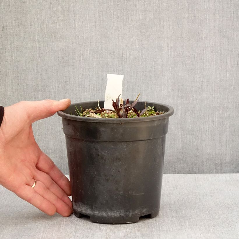 Phlox paniculata Younique Old Purple Maceta 2L/3L Ejemplar entregado en la primavera