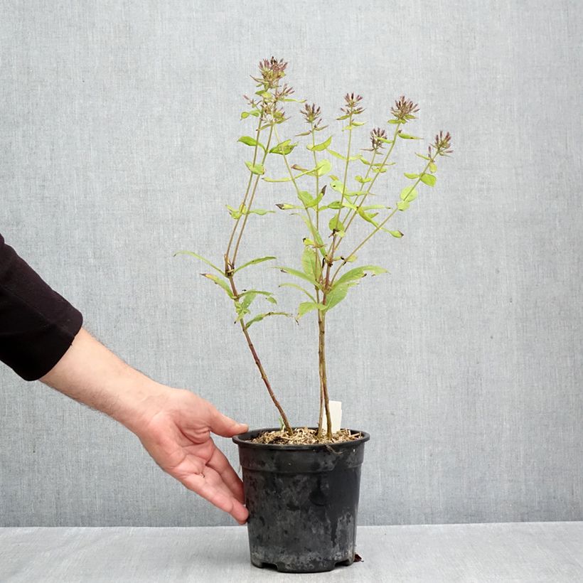 Ejemplar de Phlox paniculata Younique Orange Maceta 2L/3L entregado en otoño