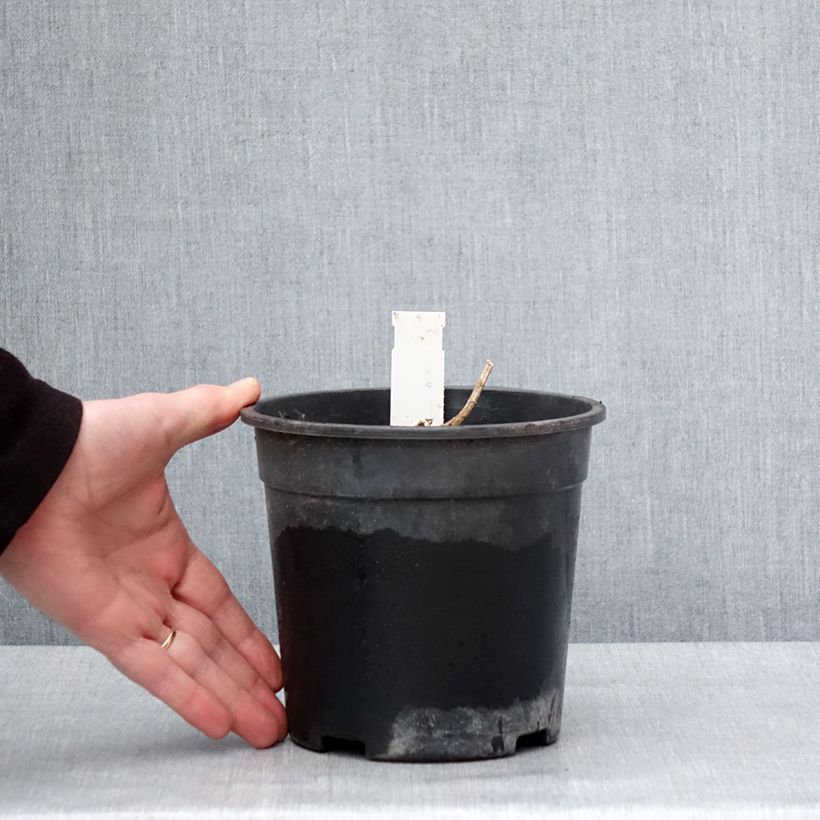 Phlox paniculata Younique Orange Maceta 2L/3L Ejemplar entregado en invierno