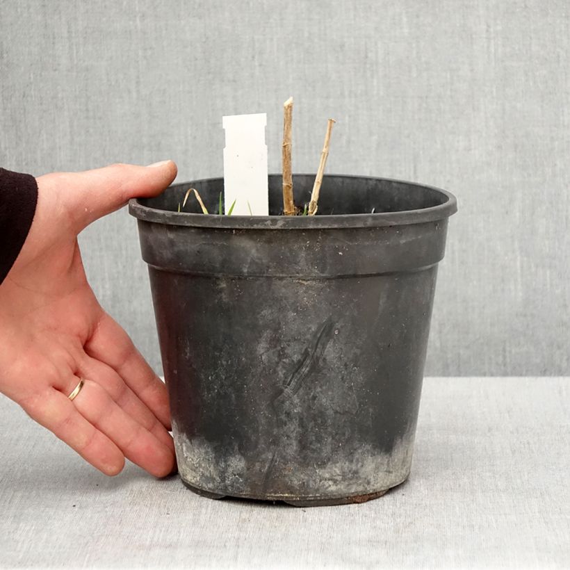 Phlox paniculata Younique Orange Maceta 2L/3L Ejemplar entregado en la primavera