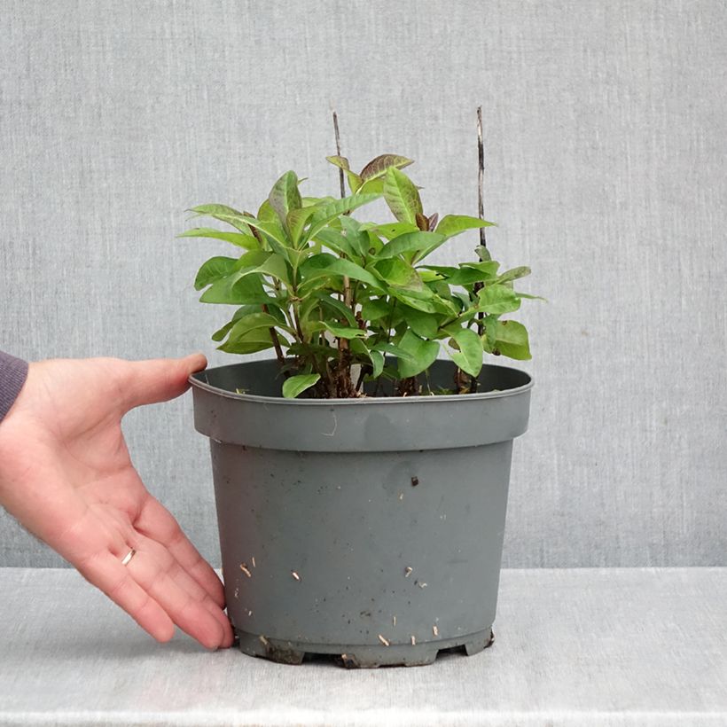 Ejemplar de Phlox paniculata Younique Red Maceta 2L/3L entregado en otoño