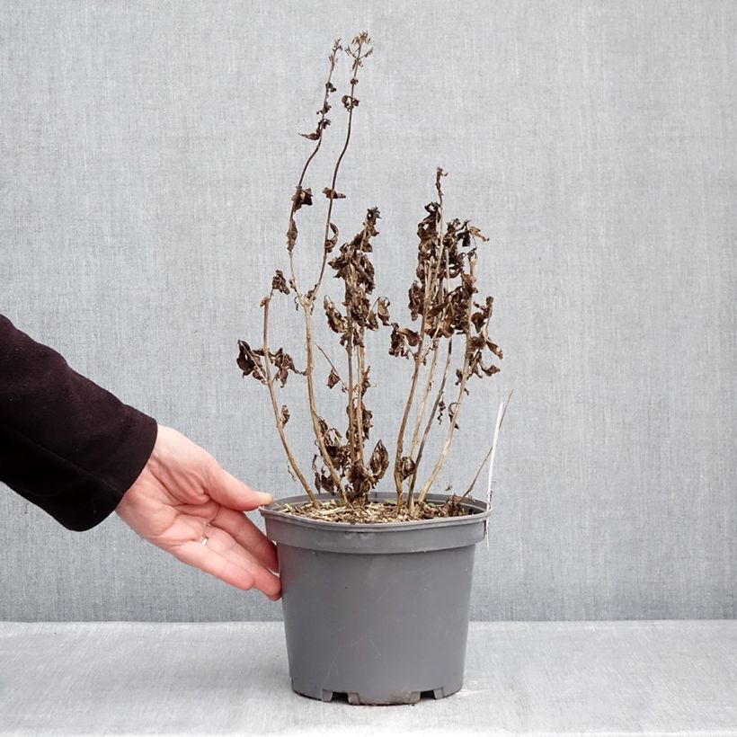 Phlox paniculata Younique Red Maceta 2L/3L Ejemplar entregado en invierno