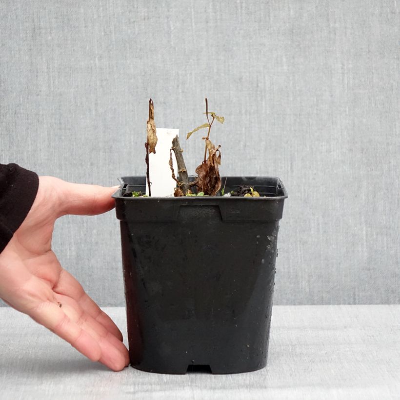 Phlox paniculata Younique Trendy Maceta 2L/3L Ejemplar entregado en invierno