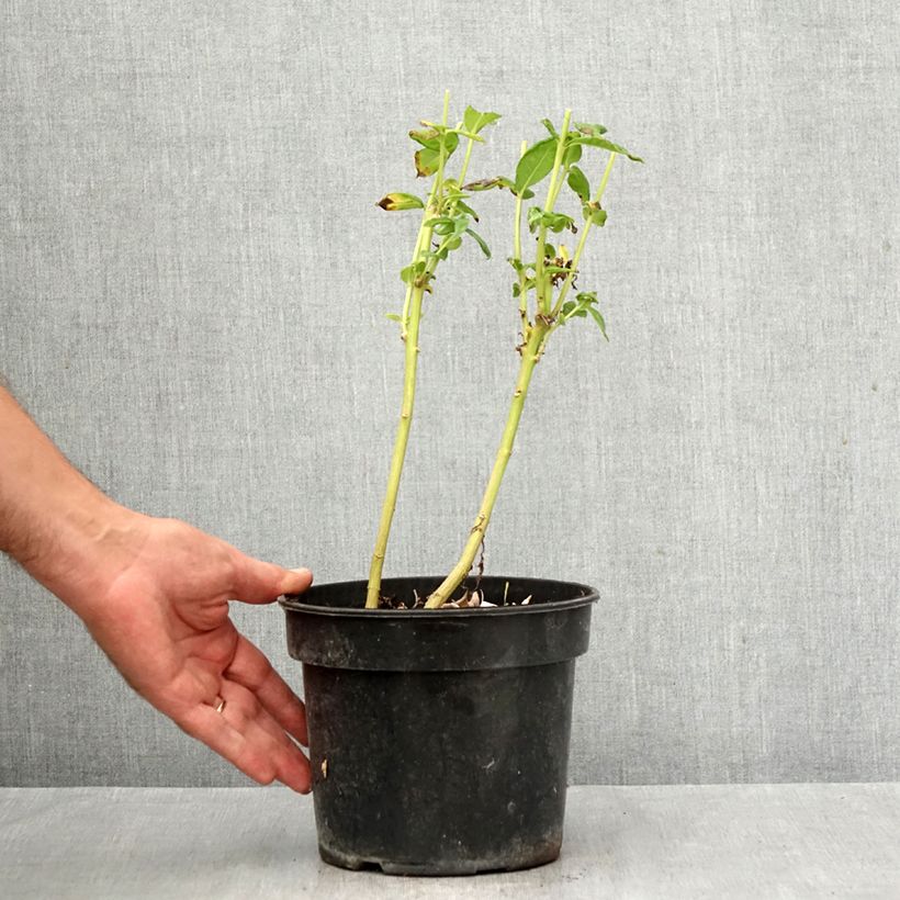 Ejemplar de Phlox paniculata Younique White Maceta 2L/3L entregado en otoño