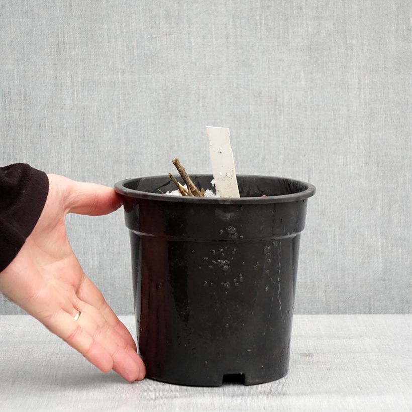 Phlox paniculata Younique White Maceta 2L/3L Ejemplar entregado en invierno