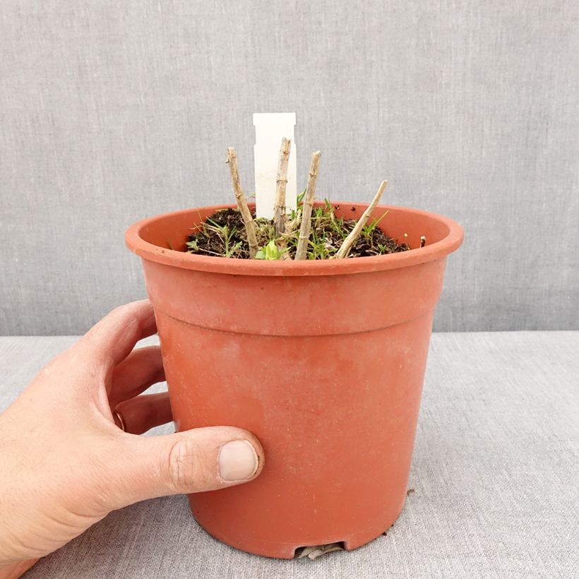 Phlox paniculata Younique White Maceta 2L/3L Ejemplar entregado en la primavera