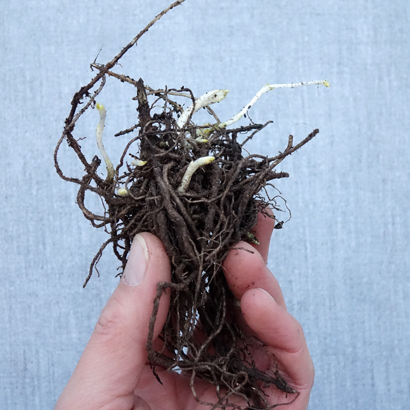 Phlox paniculata Younique White Raíces desnudas Ejemplar entregado en invierno