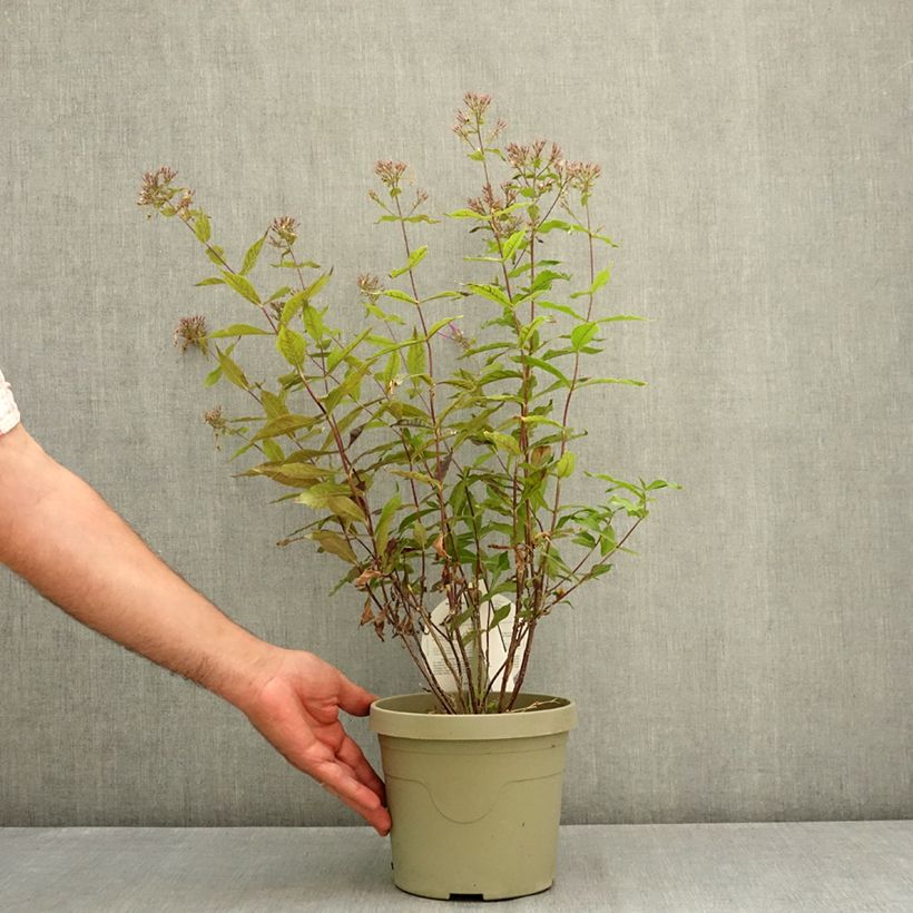 Ejemplar de Phlox Queen Paola - Flox Maceta 3L/4L entregado en verano
