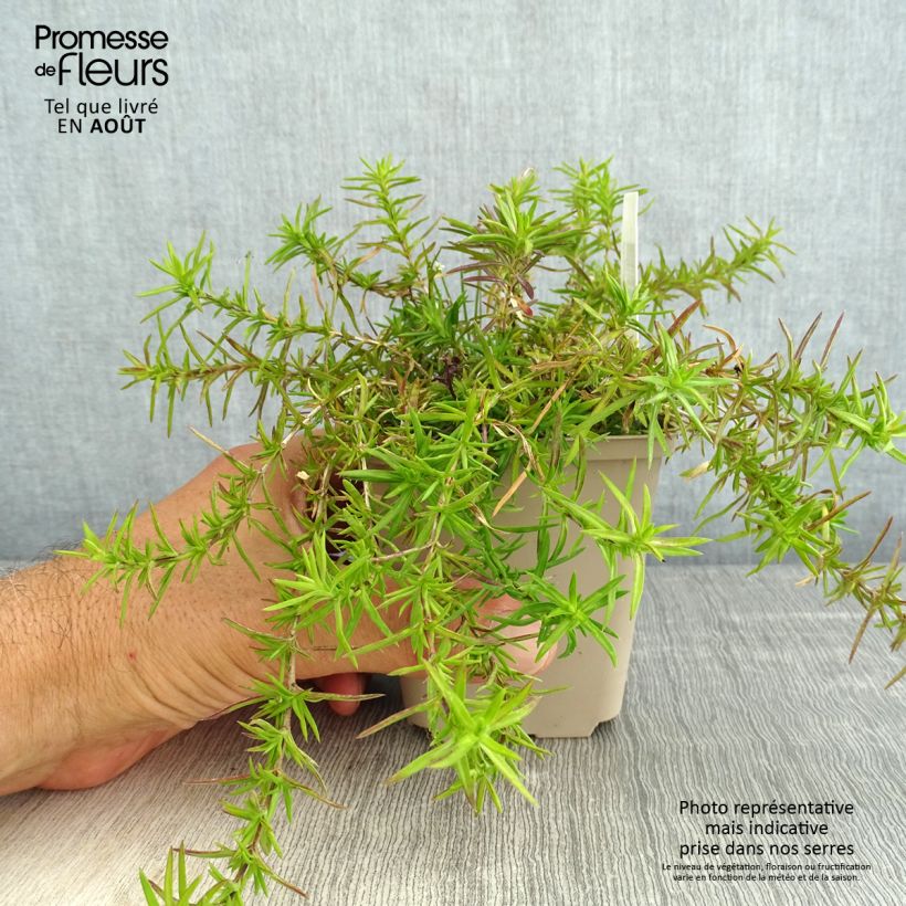 Ejemplar de Phlox subulata Atropurpurea - Flox musgoso Maceta de 8/9 cm entregado en verano