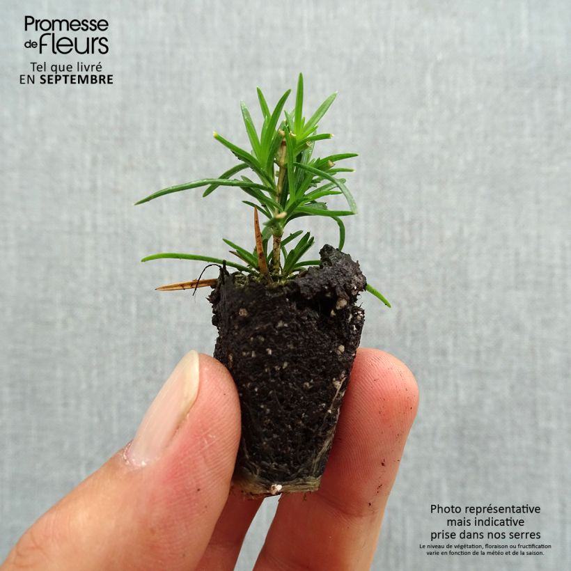 Ejemplar de Phlox subulata Cushion Blue - Flox musgoso minicepellón: Ø 3/4 cm entregado en otoño