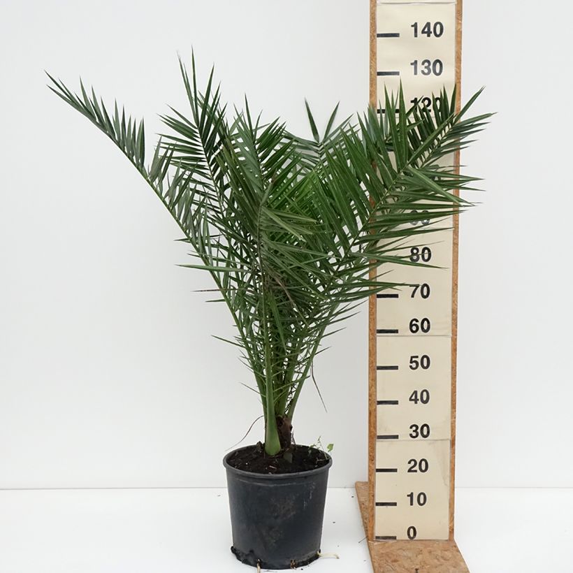 Ejemplar de Phoenix canariensis - Palmera canaria Maceta 12L/15L entregado en otoño