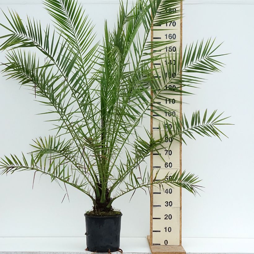 Ejemplar de Phoenix canariensis - Palmera canaria Maceta 12L/15L entregado en verano