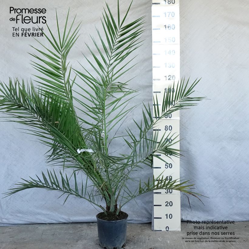 Phoenix canariensis - Palmera canaria Maceta 6L/7L Ejemplar entregado en invierno