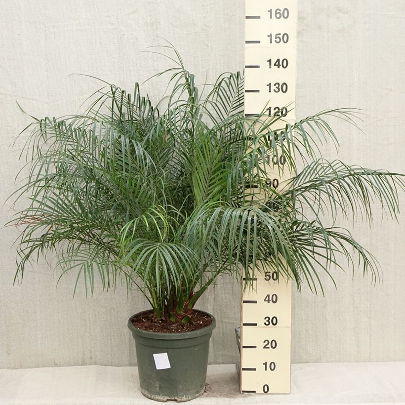 Phoenix roebelinii - Palmera Maceta 20L/25L Ejemplar entregado en la primavera
