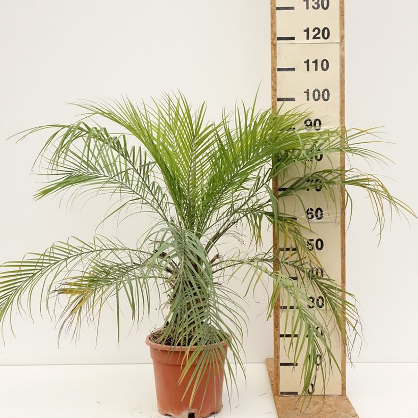 Ejemplar de Phoenix roebelinii - Palmera Maceta 7,5L/10L entregado en verano