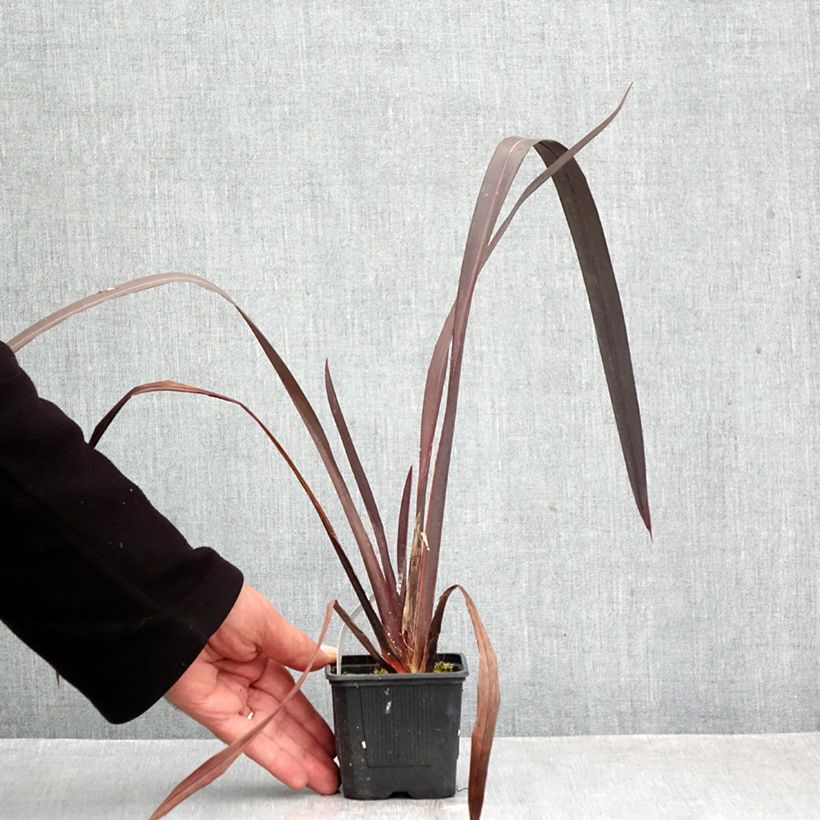 Ejemplar de Phormium tenax Black Velvet - Lino de Nueva Zelanda Maceta de 8/9 cm entregado en otoño