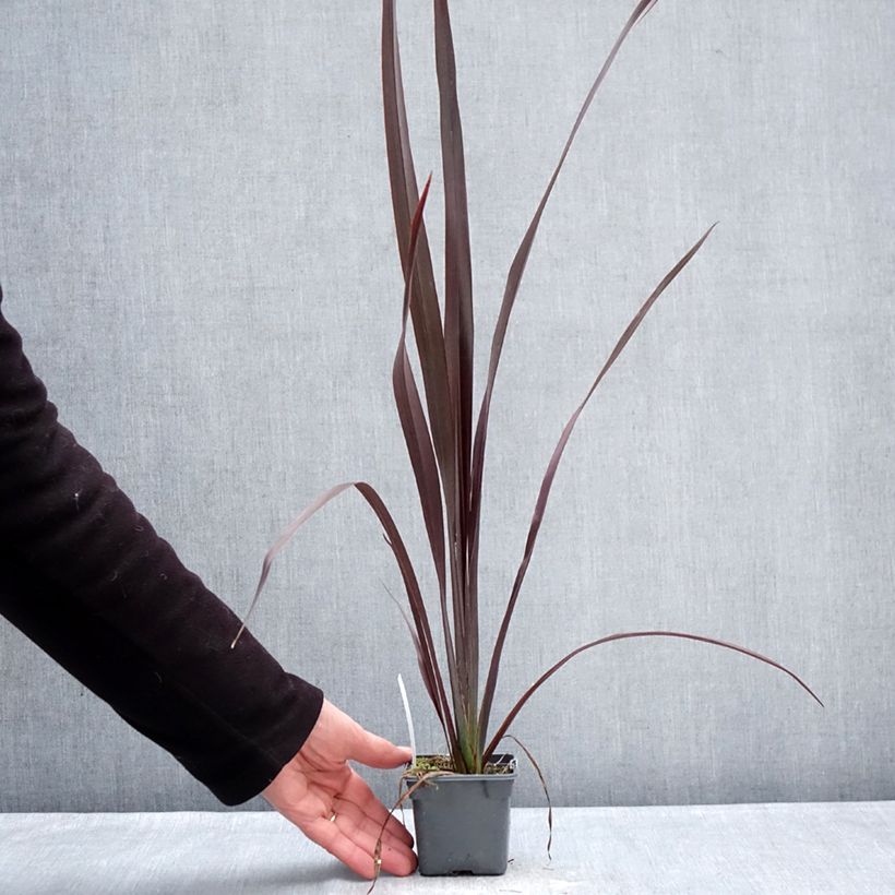 Phormium tenax Black Velvet - Lino de Nueva Zelanda Maceta de 8/9 cm Ejemplar entregado en invierno