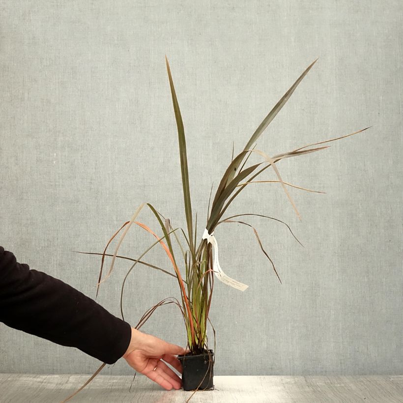 Ejemplar de Phormium cookianum Bronze Baby - Lino de Nueva Zelanda Maceta de 8/9 cm entregado en otoño