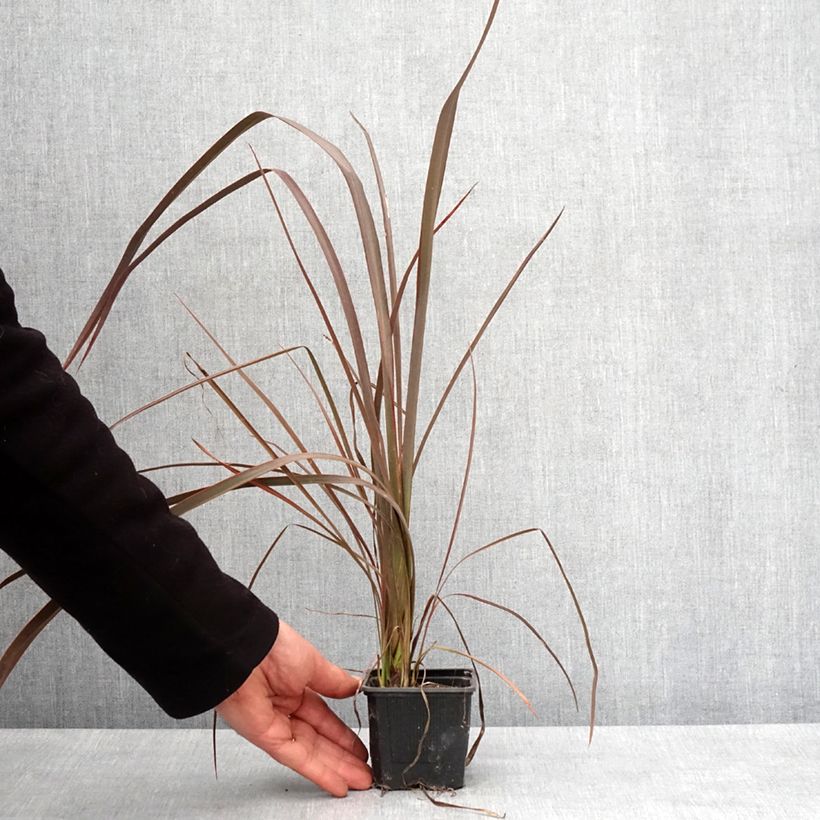 Phormium cookianum Bronze Baby - Lino de Nueva Zelanda Maceta de 8/9 cm Ejemplar entregado en invierno