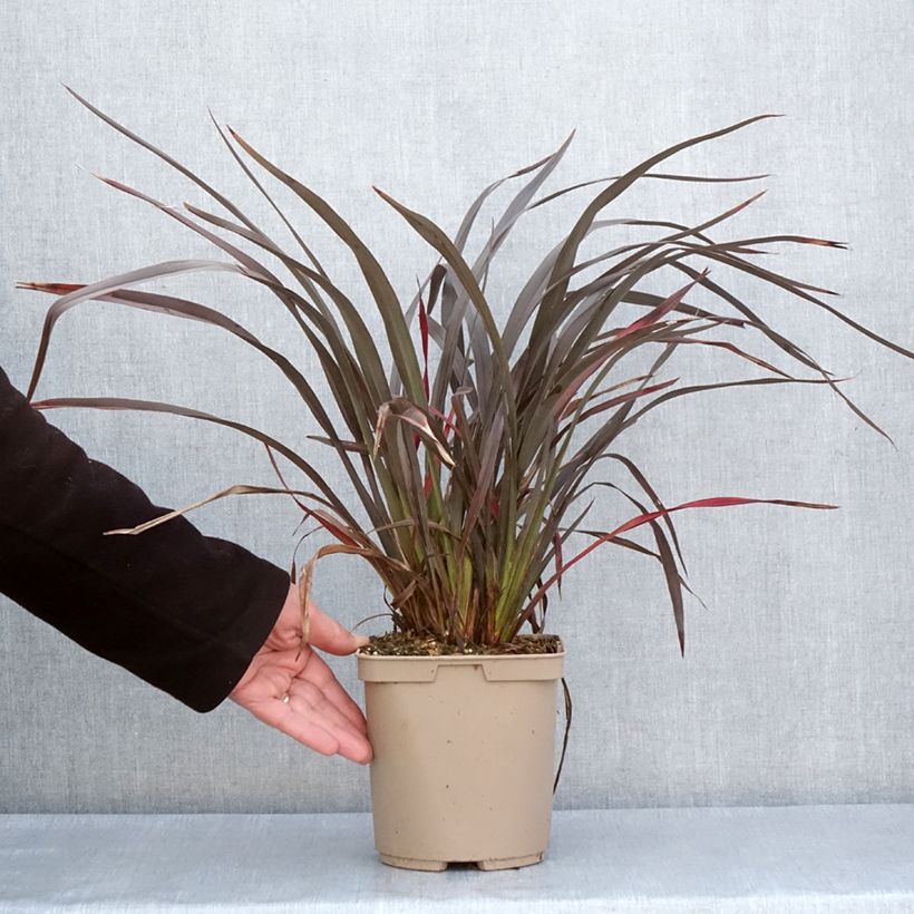 Phormium tenax Chocomint - Lino de Nueva Zelanda Maceta 3L/4L Ejemplar entregado en la primavera