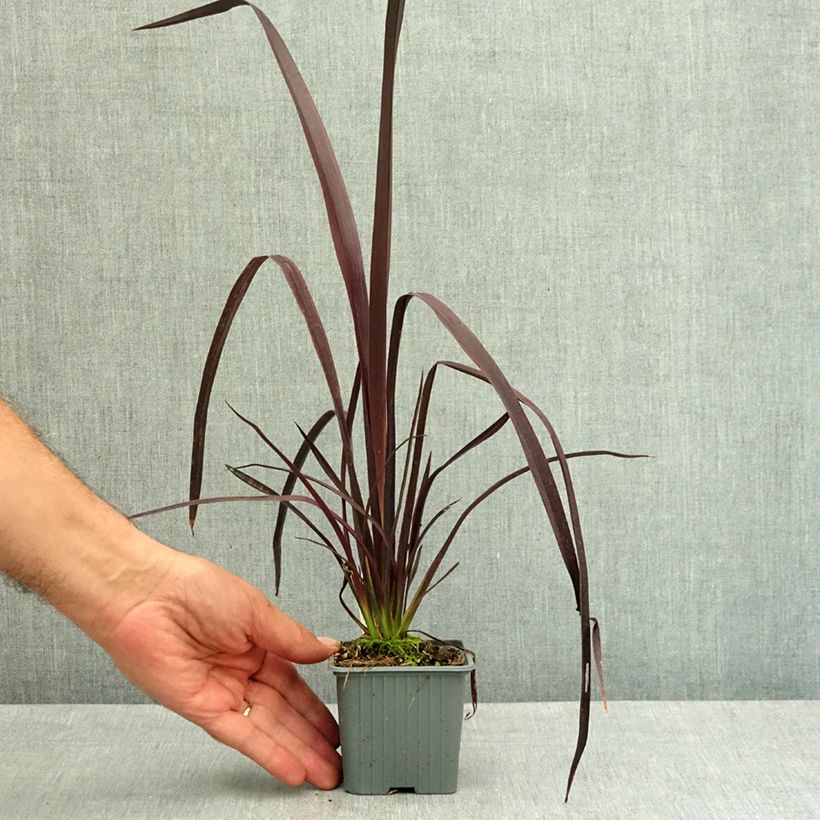 Ejemplar de Phormium cookianum Black adder - Lino de Nueva Zelanda Maceta de 8/9 cm entregado en verano