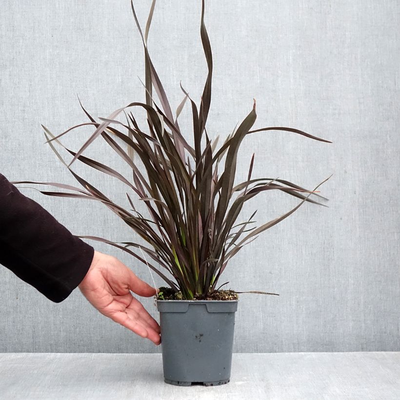 Ejemplar de Phormium cookianum Black adder - Lino de Nueva Zelanda Maceta 2L/3L entregado en otoño