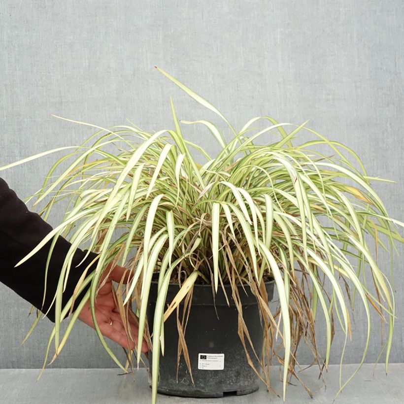 Ejemplar de Phormium cookianum Blondie - Lino de Nueva Zelanda Maceta 4L/5L entregado en otoño