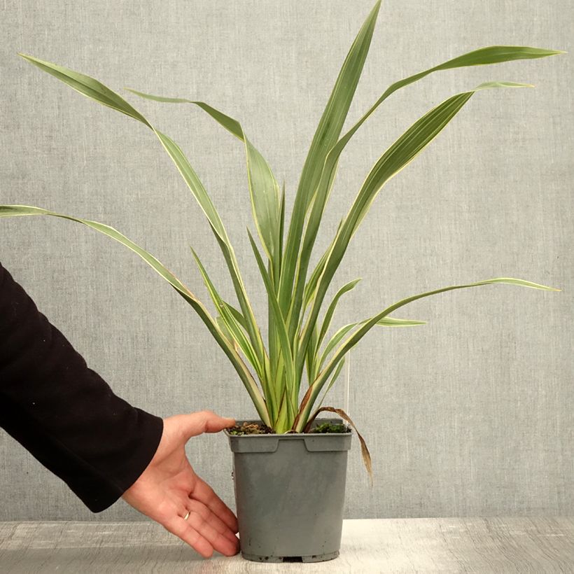 Ejemplar de Phormium cookianum subsp. hookeri Tricolor - Lino de Nueva Zelanda Maceta 1,5L/2L entregado en otoño
