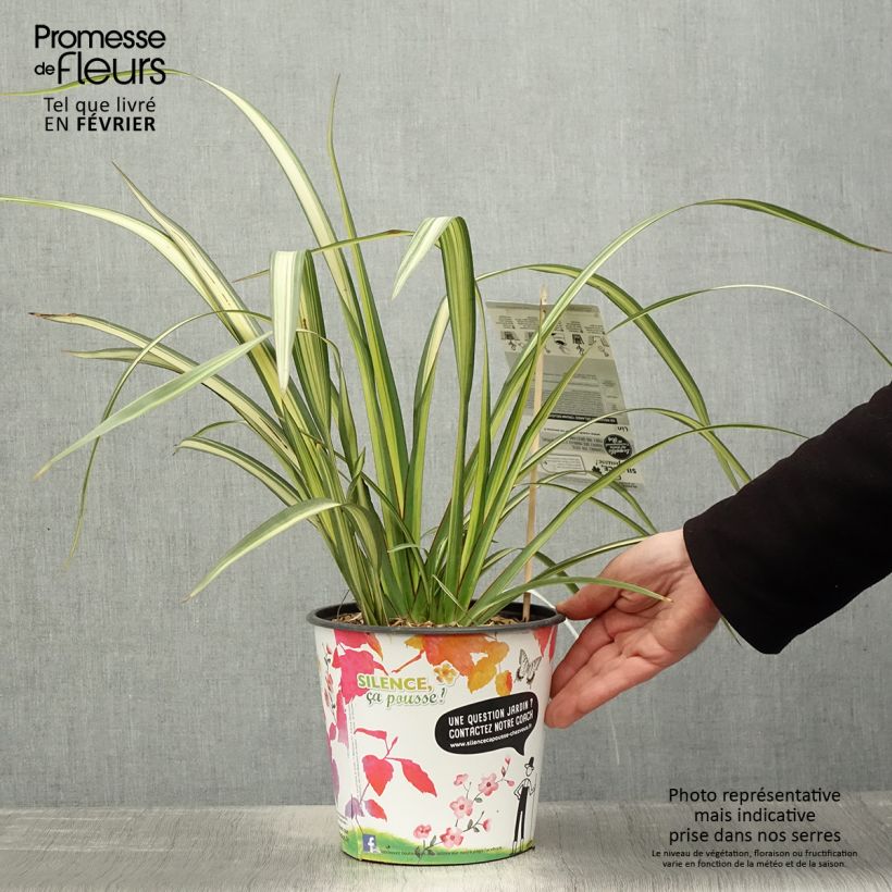 Phormium cookianum subsp. hookeri Cream Delight - Lino de Nueva Zelanda Maceta 4L/5L Ejemplar entregado en invierno