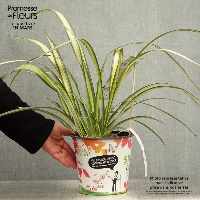 Phormium cookianum subsp. hookeri Cream Delight - Lino de Nueva Zelanda Maceta 4L/5L Ejemplar entregado en la primavera