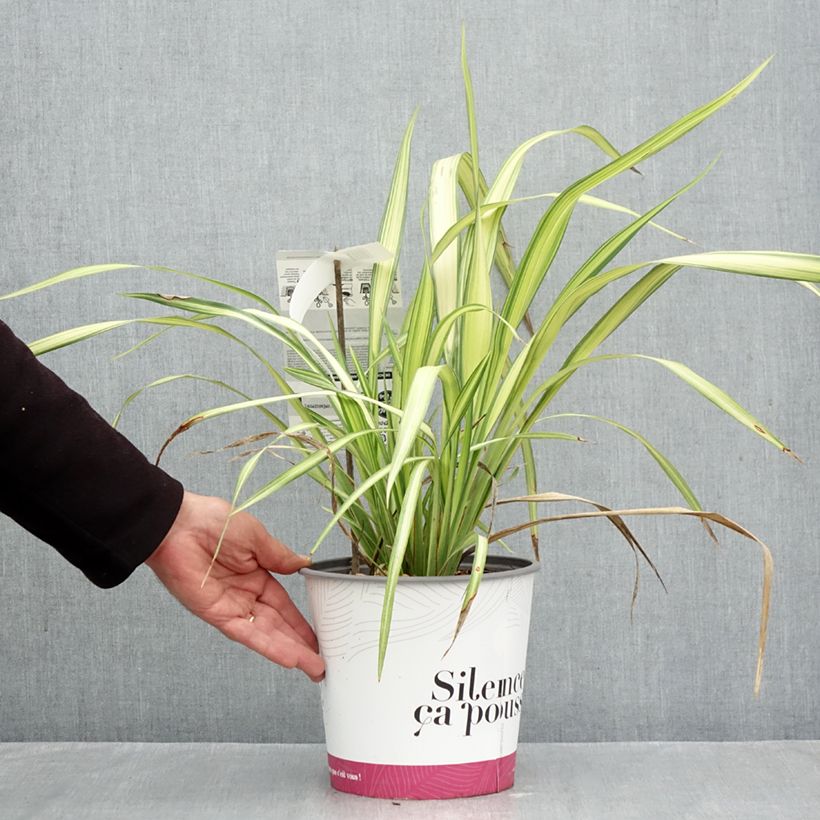 Ejemplar de Phormium cookianum subsp. hookeri Cream Delight - Lino de Nueva Zelanda Maceta 4L/5L entregado en otoño