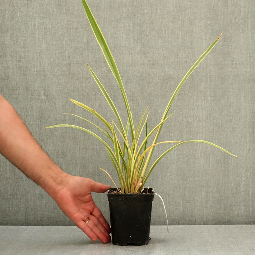 Ejemplar de Phormium Duet - Lino de Nueva Zelanda Maceta 1,5L/2L entregado en verano