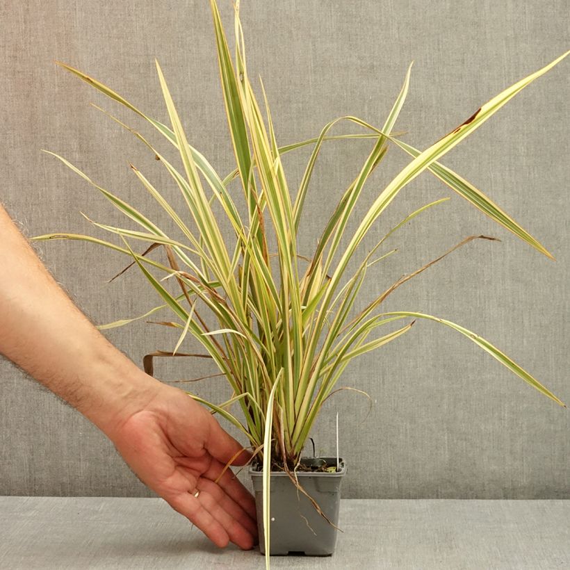 Ejemplar de Phormium tenax Golden Ray - Lino de Nueva Zelanda Maceta de 8/9 cm entregado en verano