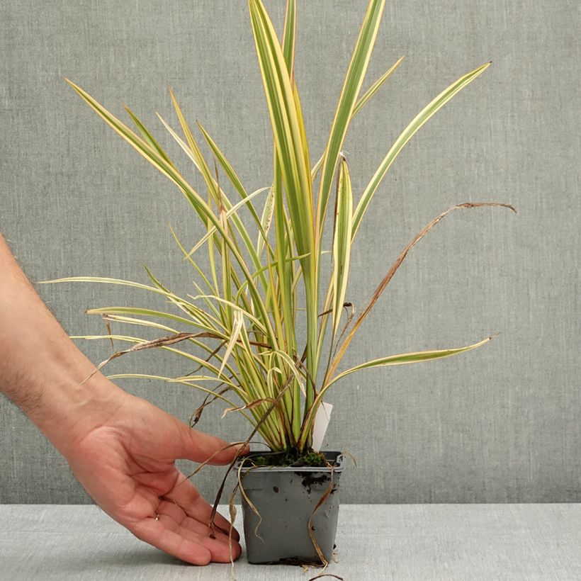 Phormium tenax Golden Ray - Lino de Nueva Zelanda Maceta de 8/9 cm Ejemplar entregado en la primavera